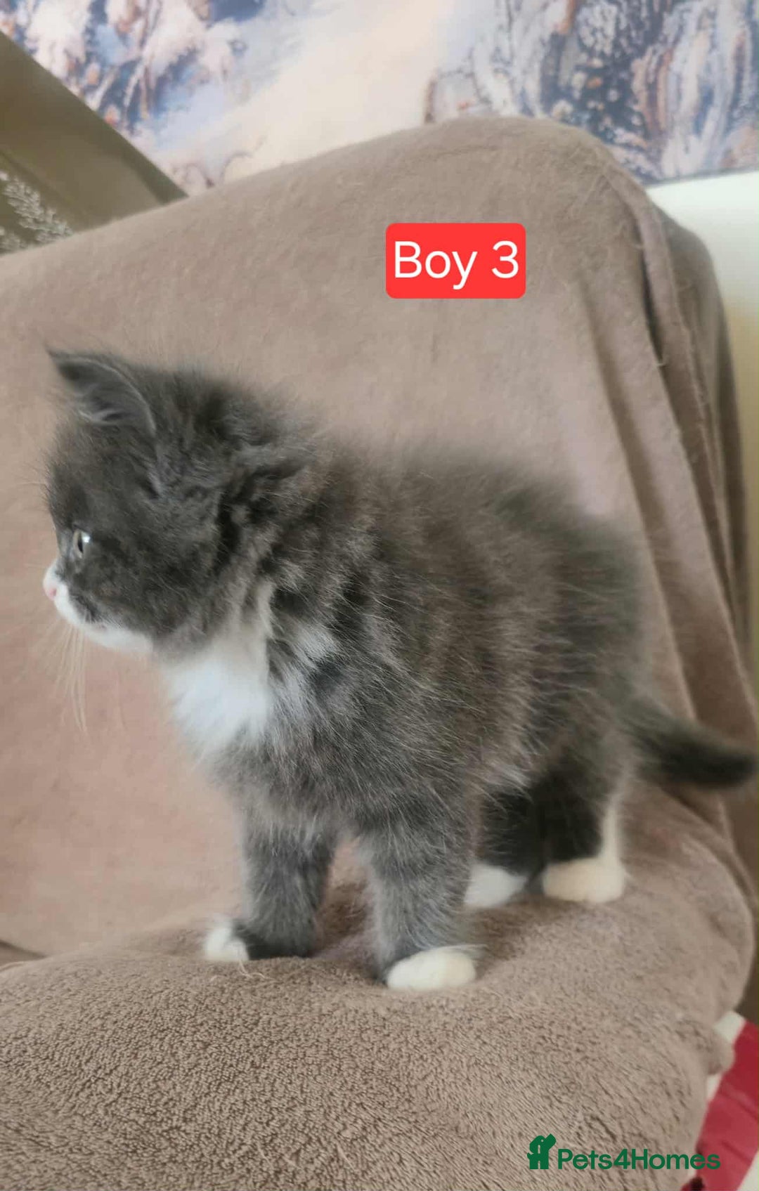 Mixed Breed cats for sale: Lovely Persian mix kittens - Image 10