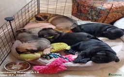 Pug dogs for stud: Kc registered tiny black pug for stud - Image 10