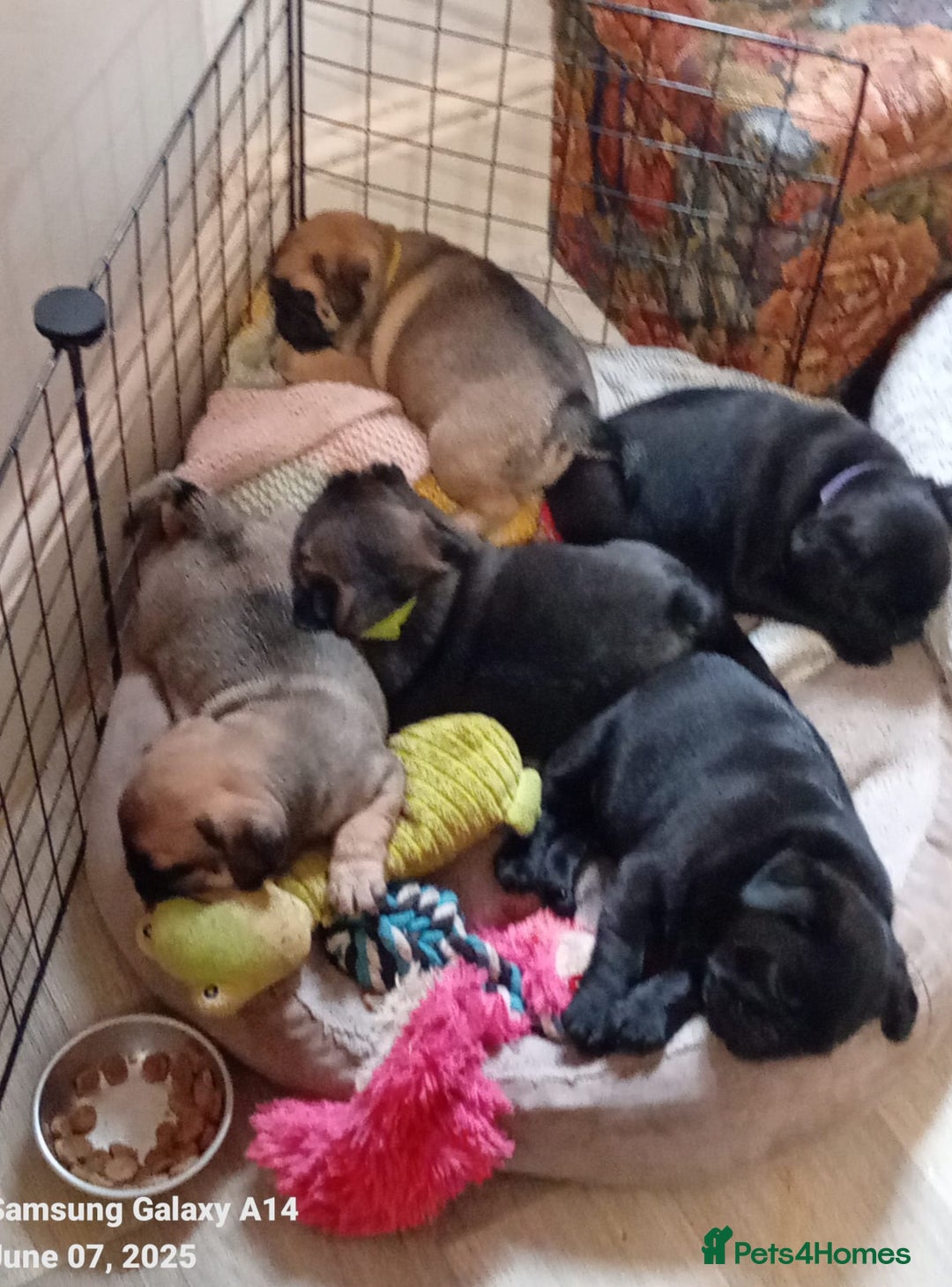 Pug dogs for stud: Kc registered tiny black pug for stud - Image 10