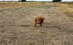 Cocker Spaniel dogs for stud: Working cocker spaniel stud  - Image 6
