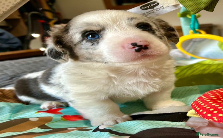 Welsh Corgi Cardigan dogs - Advert 1