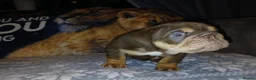 English Bulldog dogs for sale: Gorgeous English Bulldog Puppies Available - Advert 3