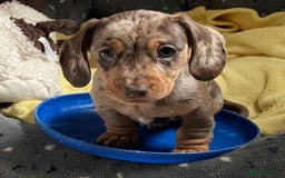 Miniature Dachshund dogs for sale: Mini Smooth Choc/Dapple & Choc/Tan Dachshund Pups - Image 1