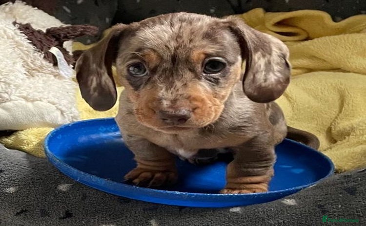 Miniature Dachshund dogs - Advert 3