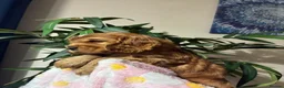 Cocker Spaniel dogs for sale: Kc reg show type cockers - Advert 20