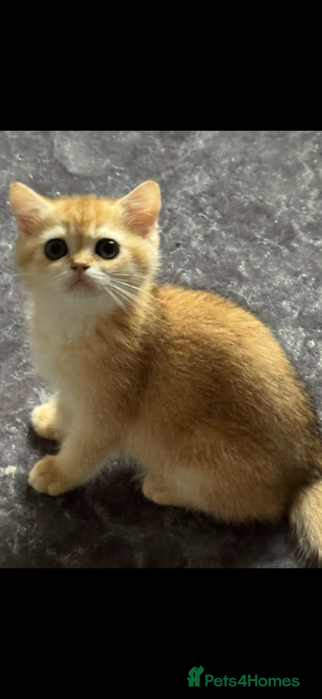 Scottish Fold cats for sale: elite purebred friendly Scottish Fold and Straight - Image 11