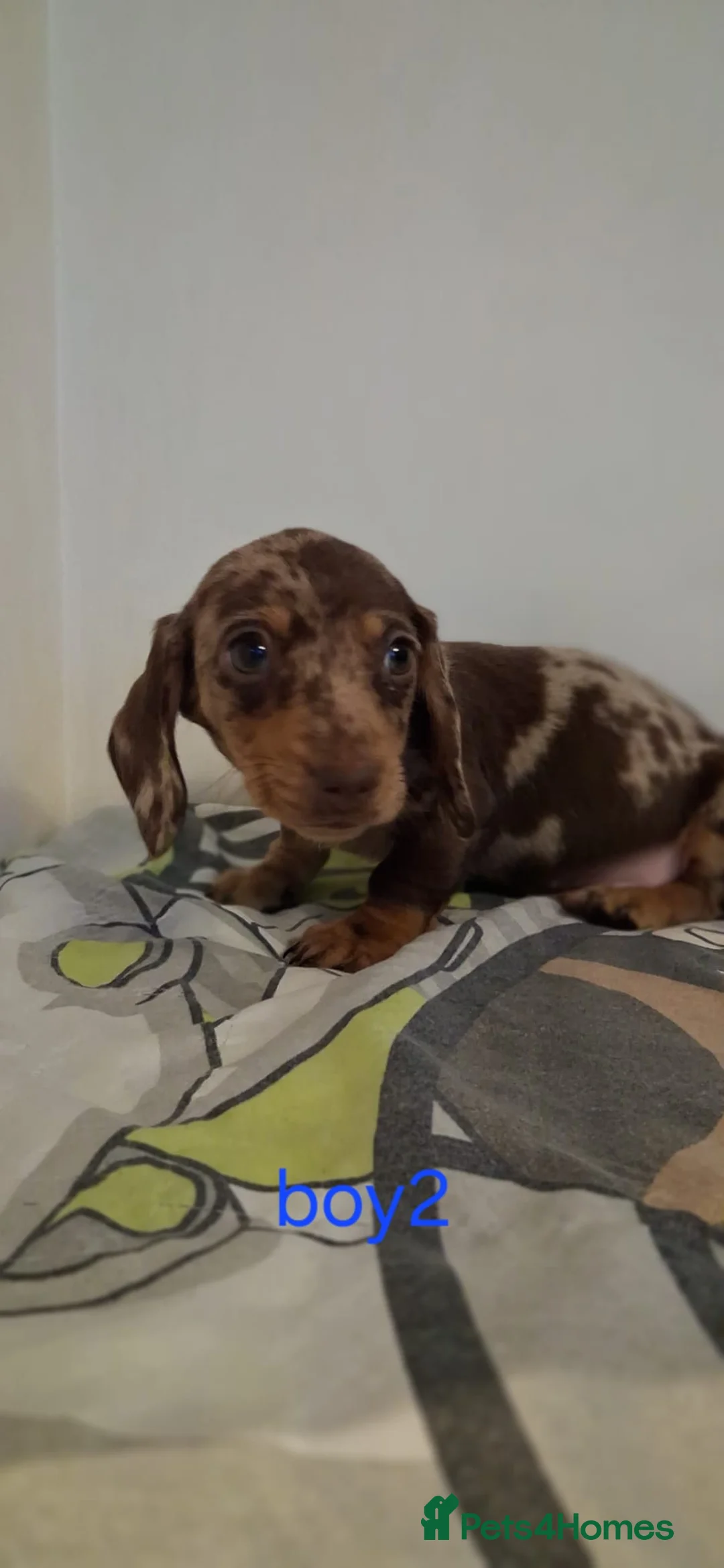 Dachshund dogs for sale: Beautiful miniature Dachshund babies  in Barnsley - Advert 9