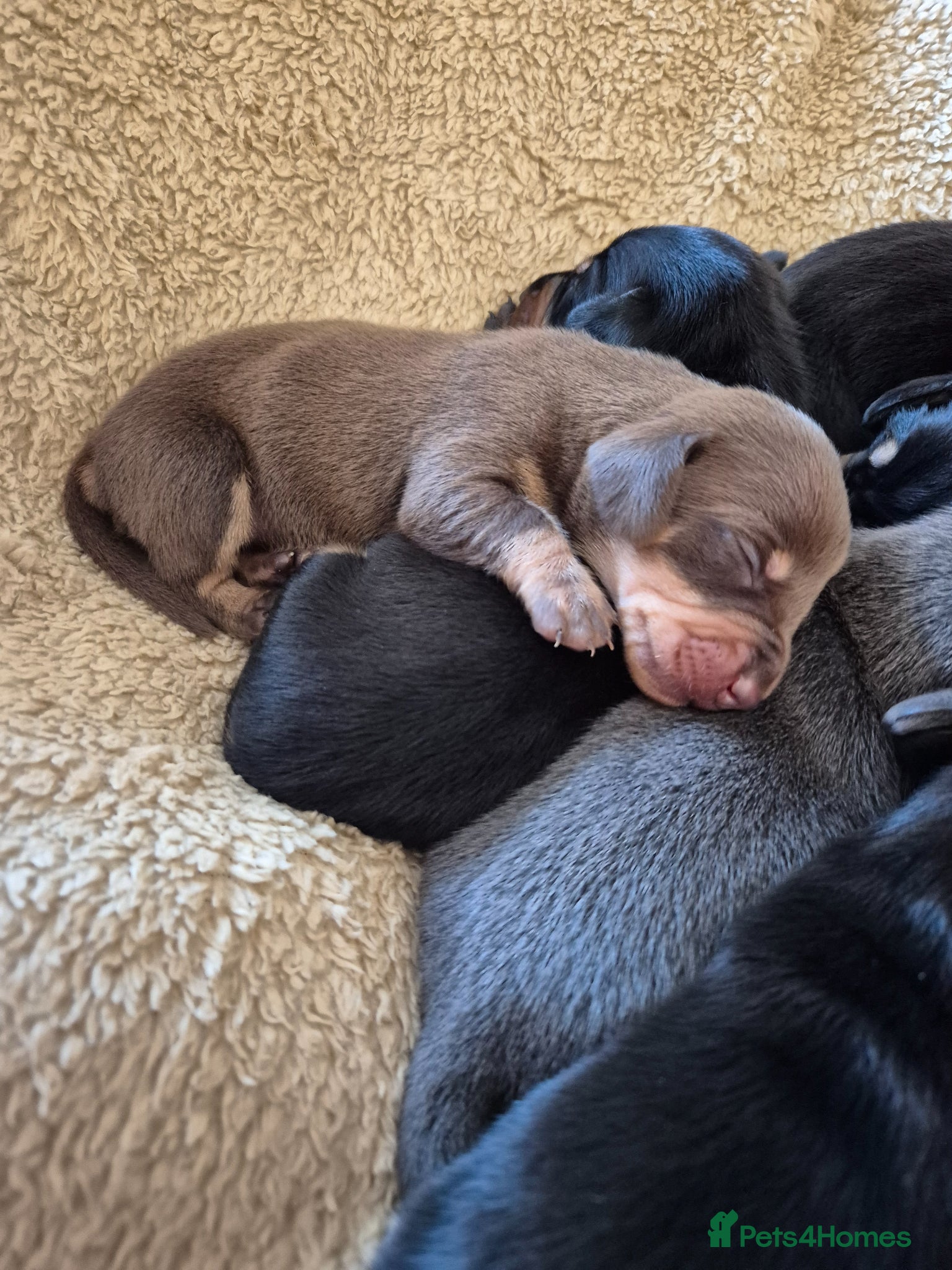 Miniature Dachshund dogs Miniature dachshund puppies(6 available) - Advert 2