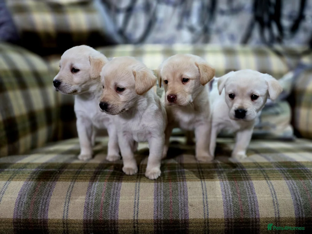 Labrador Retriever dogs for sale: Golden labrador puppies Gorgeous litter  - Advert 2