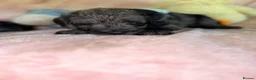 Australian Labradoodle dogs for sale: Australian labradoodles  - Advert 9