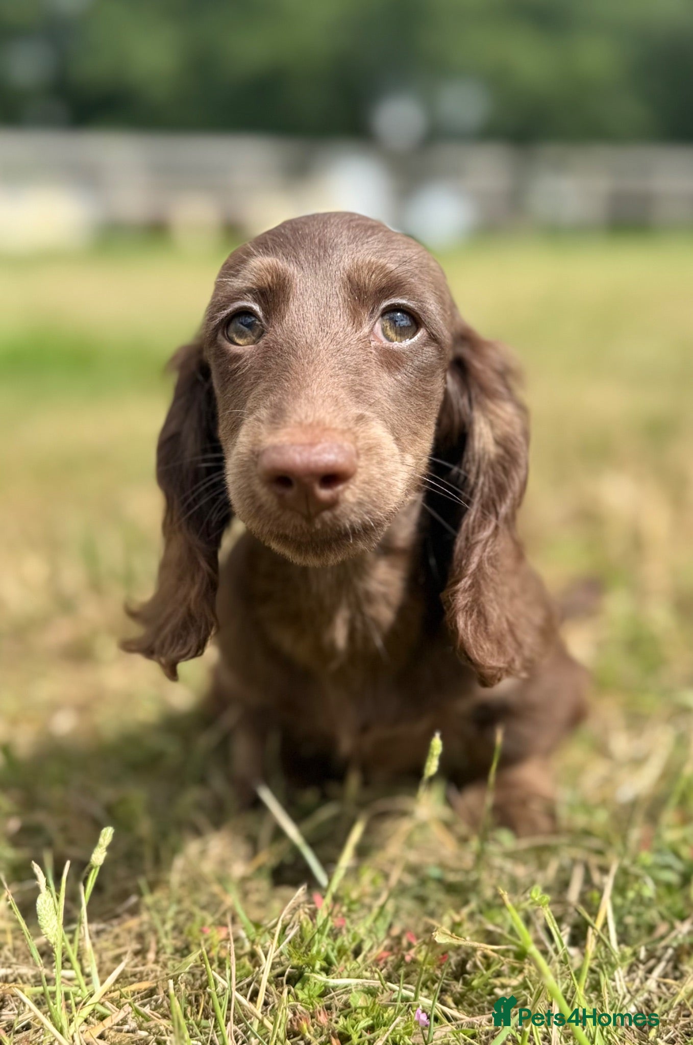 Miniature Dachshund dogs KC Registered Miniature Dachshunds at Westfena  - Advert 1