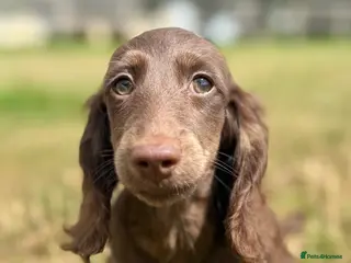 Miniature Dachshund dogs KC Registered Miniature Dachshunds at Westfena - Advert 1