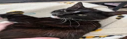 Domestic Shorthair cats for sale: Mittens, 10 months old, british shorthair in Wigan - Advert 3