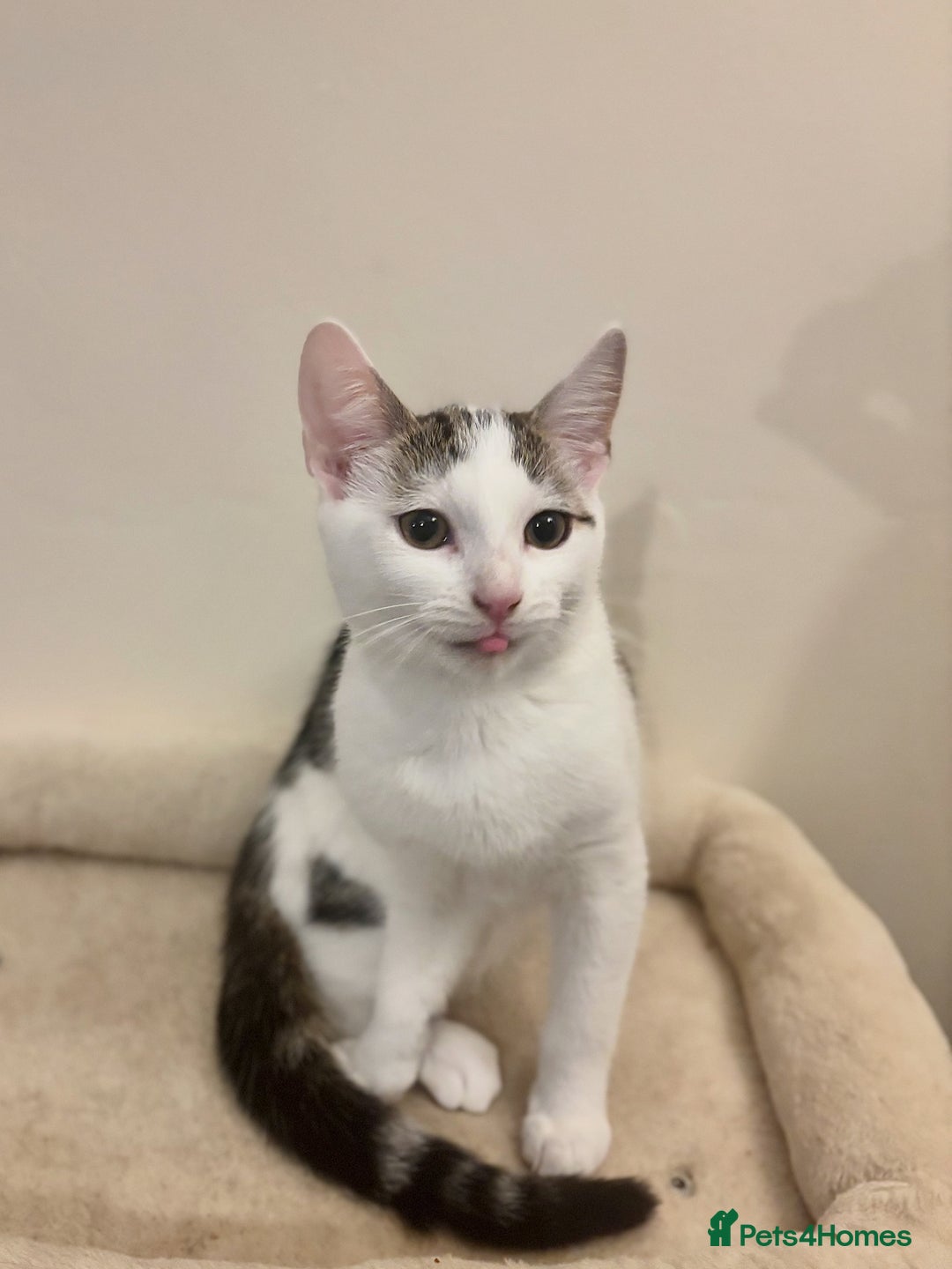 Domestic Shorthair cats for sale: Ash and Goose - Image 7