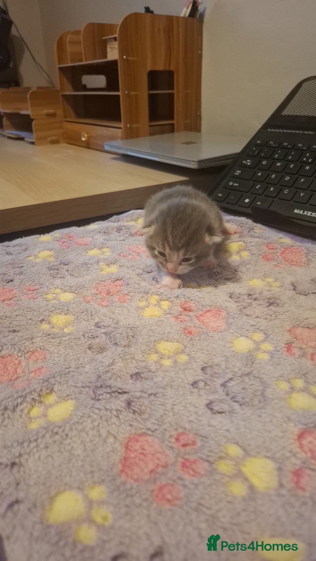 Mixed Breed cats for sale: 1 kitten left. READY NOW - Image 6