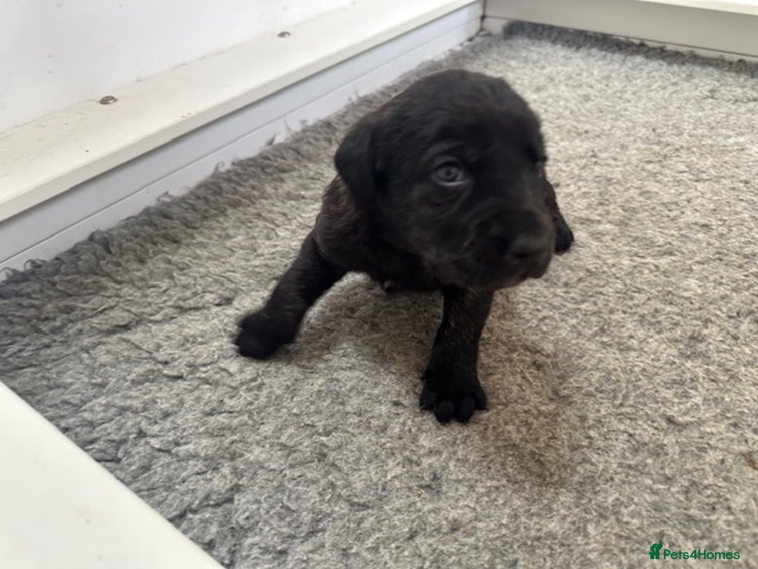 Mastiff dogs for sale: Pedigree Puppies of our Portuguese cattle dogs. - Image 6