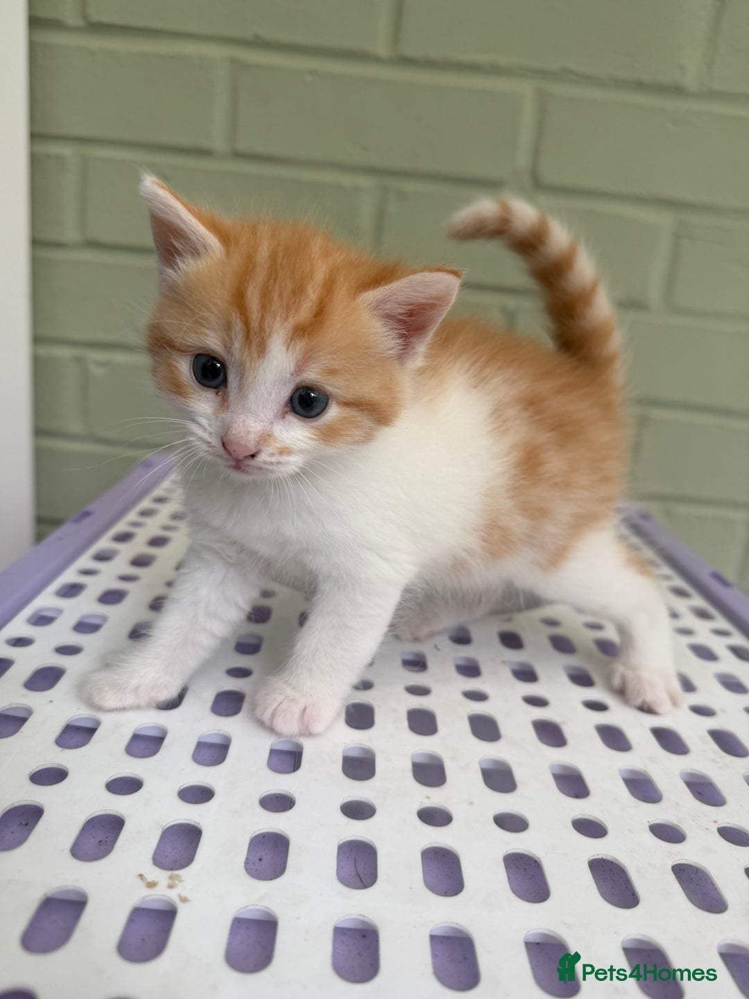 Khao Manee cats for sale: 6 kittens. 2 male and 4 female  - Image 12