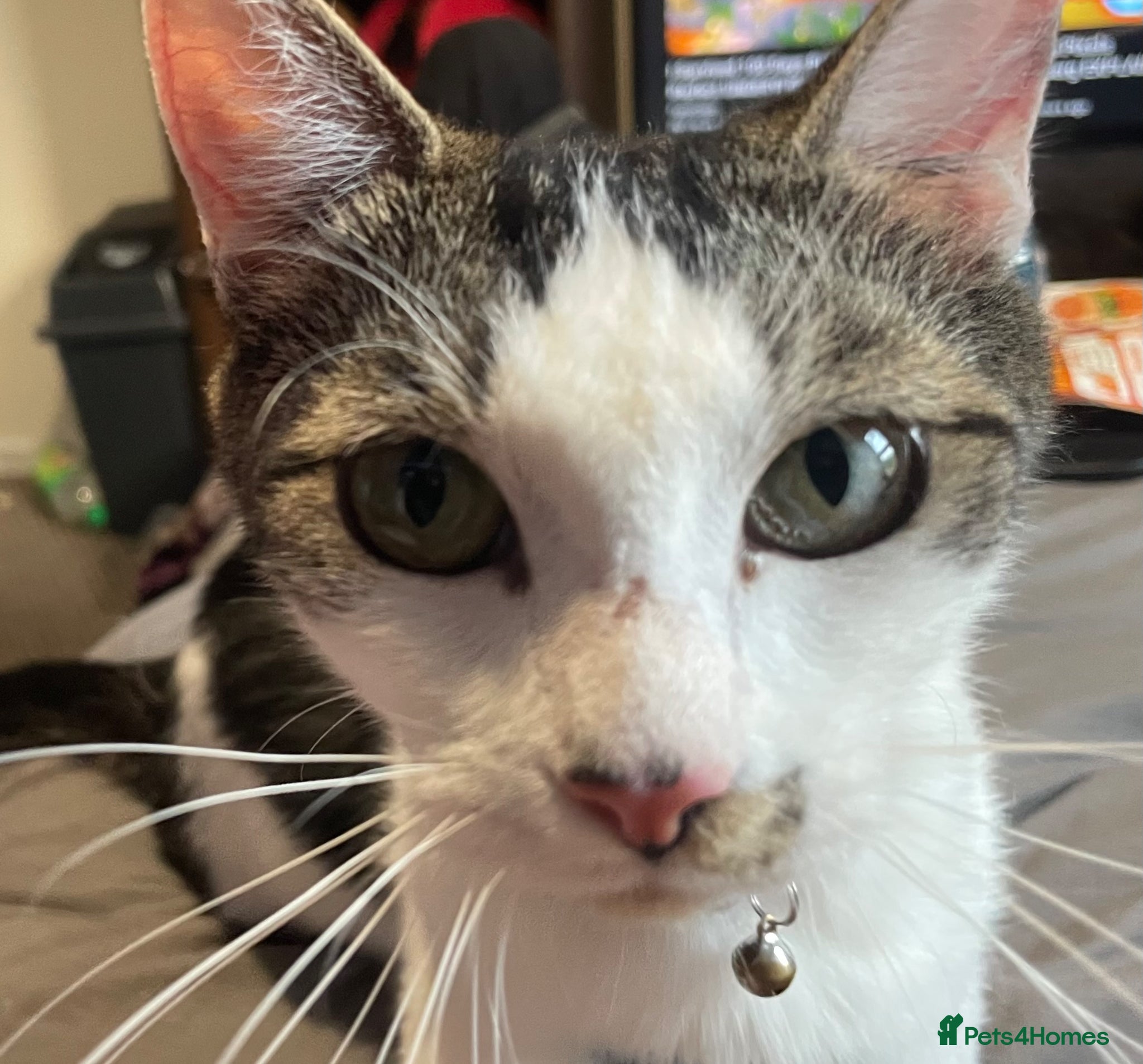 Domestic Shorthair cats for sale: 2 Sweet Bonded Girls - Advert 4