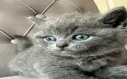 Scottish Fold cats for sale: Adorable Scottish Fold & Straight Kittens 💕🐾 - Image 20