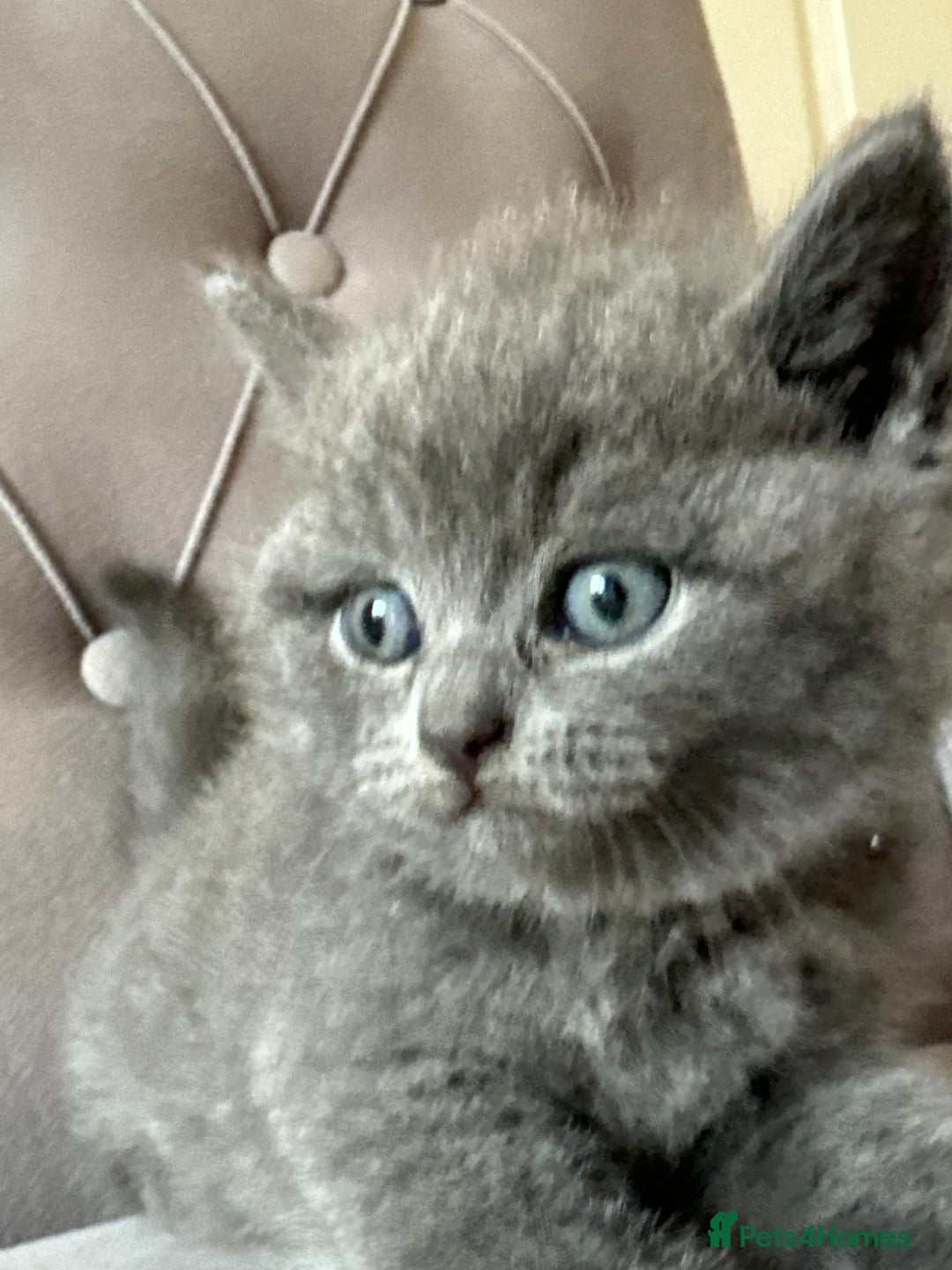 Scottish Fold cats for sale: Adorable Scottish Fold & Straight Kittens 💕🐾 - Image 20