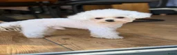 Bichon Frise dogs for stud: 🍒UK’s only Asian Mini Bichon for stud!!  - Advert 7