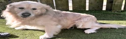 Golden Retriever dogs for sale: Golden Retreiver Puppies  - Advert 31