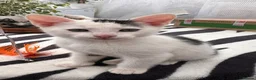 Mixed Breed cats for sale: Looking for my loving dream home!🐾 in Enfield - Advert 9