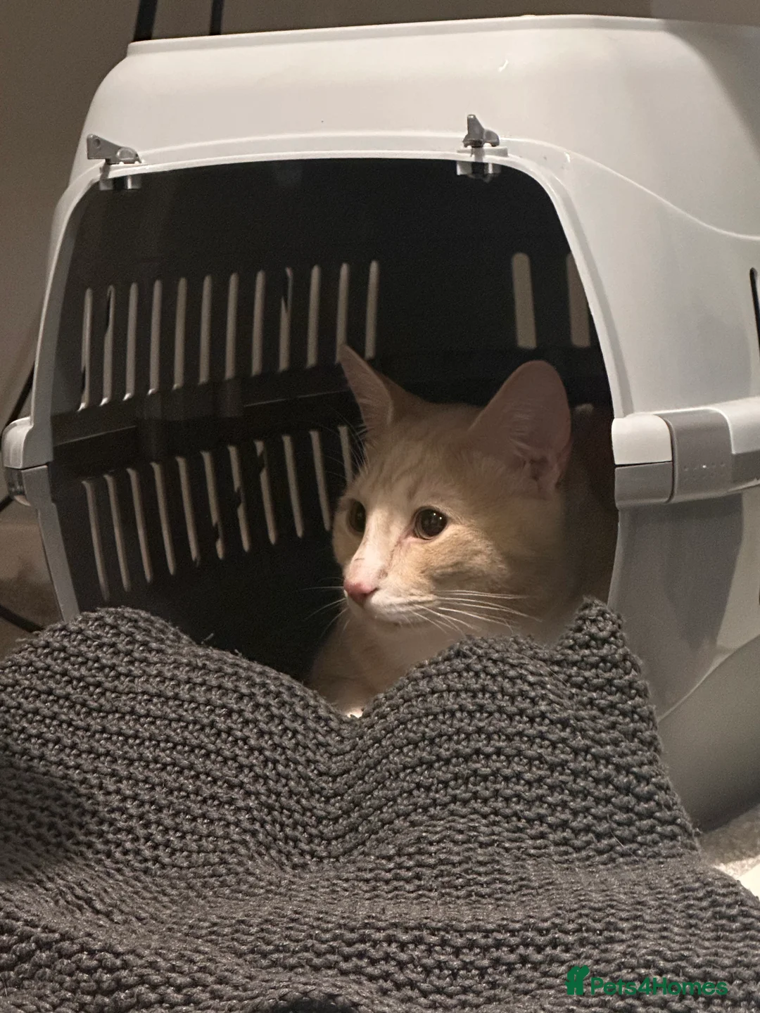 Mixed Breed cats for sale: Milo' - Advert 6