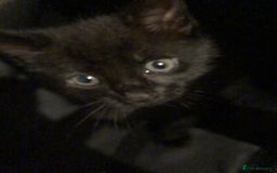 Mixed Breed cats for sale: 2 kittens for new home  - Image 7