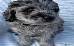 Cavapoo dogs for sale: 🌟HEALTH TESTED F1B CAVAPOO MERLE STUNNING PUPPIES - Image 29