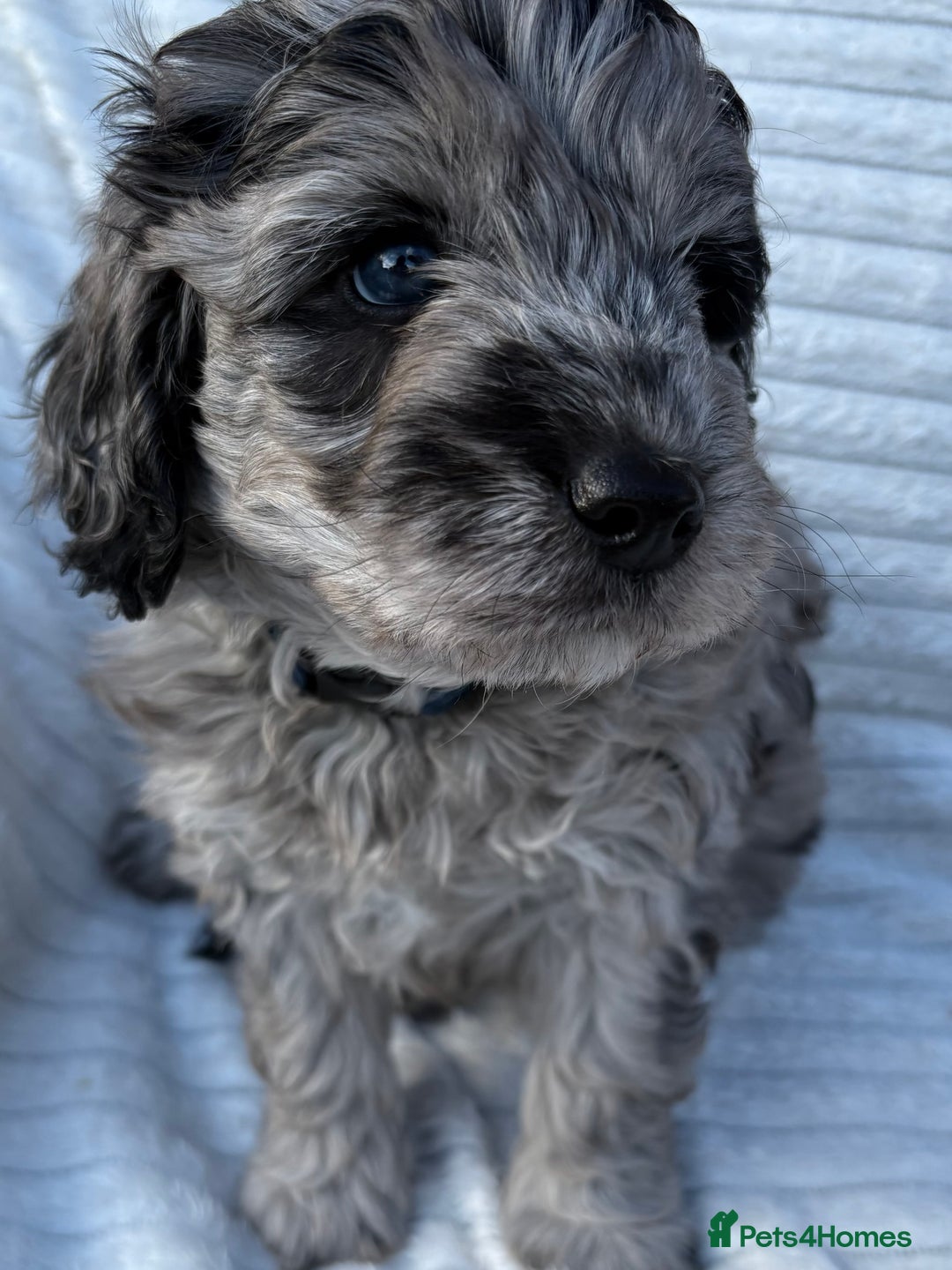 Cavapoo dogs for sale: 🌟HEALTH TESTED F1B CAVAPOO MERLE STUNNING PUPPIES - Image 29