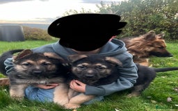 German Shepherd dogs for sale: Beautiful family reared German Shepherd pups - Image 5