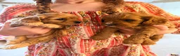 Cavapoo dogs for sale: 🐶 FAMILY CAVAPOO PUPPIES 🐶 - Advert 9