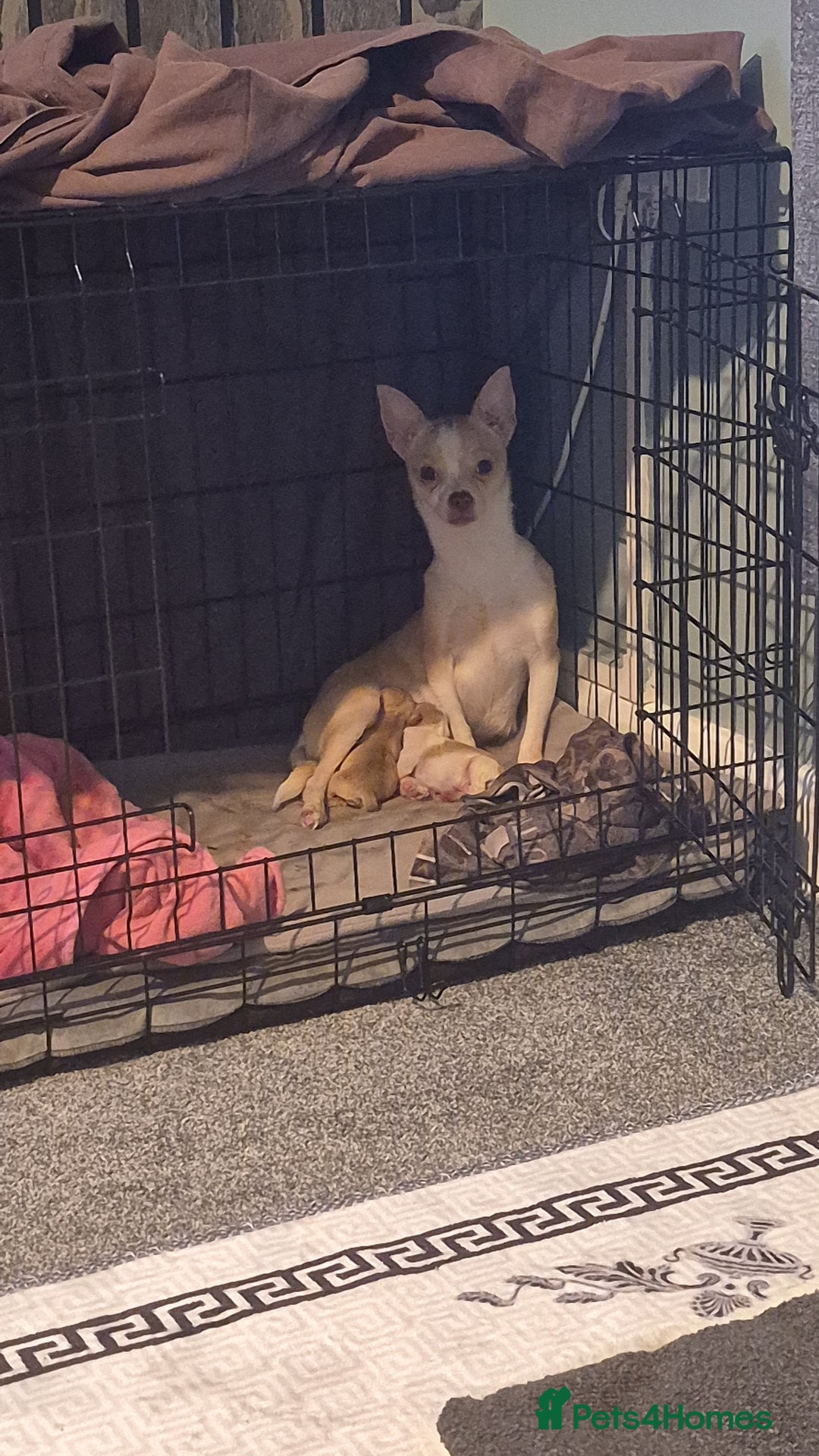 Gallery Image {{count}}