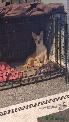 Gallery Image {{count}}