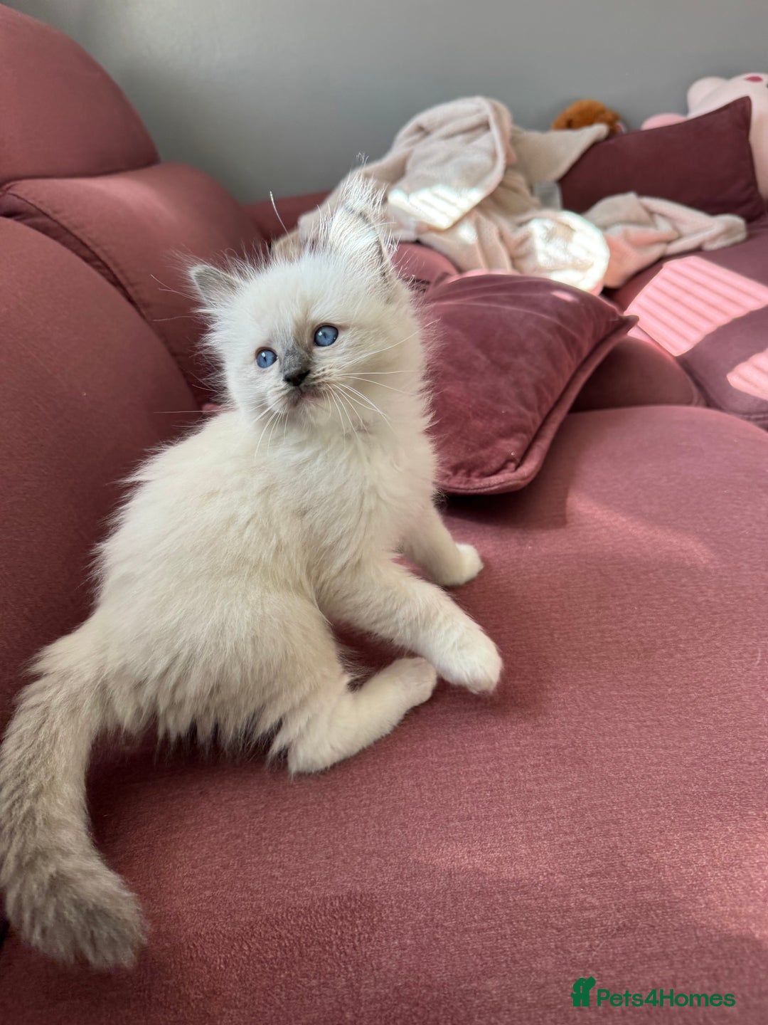 Ragdoll cats for sale: Ragdoll kittens - Image 5