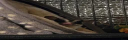 Sugar Glider rodents for sale: 1 Male Sugar Glider and  Enclosure - Advert 4