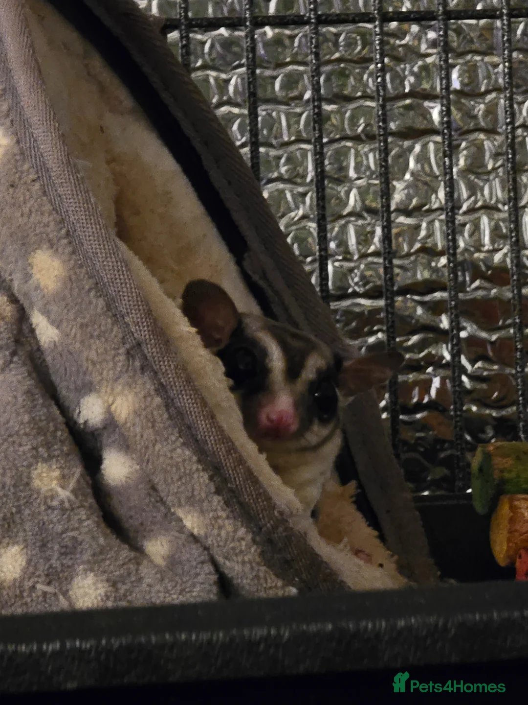 Sugar Glider rodents for sale: 1 Male Sugar Glider and  Enclosure - Advert 4
