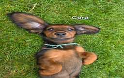 Dachshund dogs for sale: Red long-haired standard dachshund puppies - Image 12