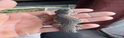 Mixed Breed reptiles for sale: baby maroon uromastyx - Advert 2