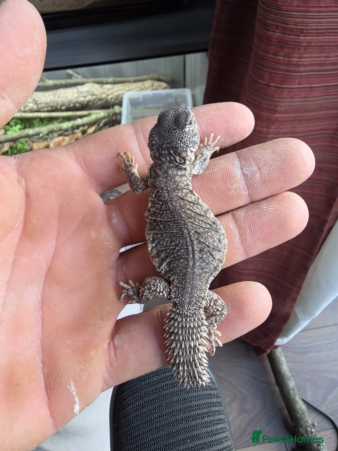 Mixed Breed reptiles for sale: baby maroon uromastyx - Advert 2