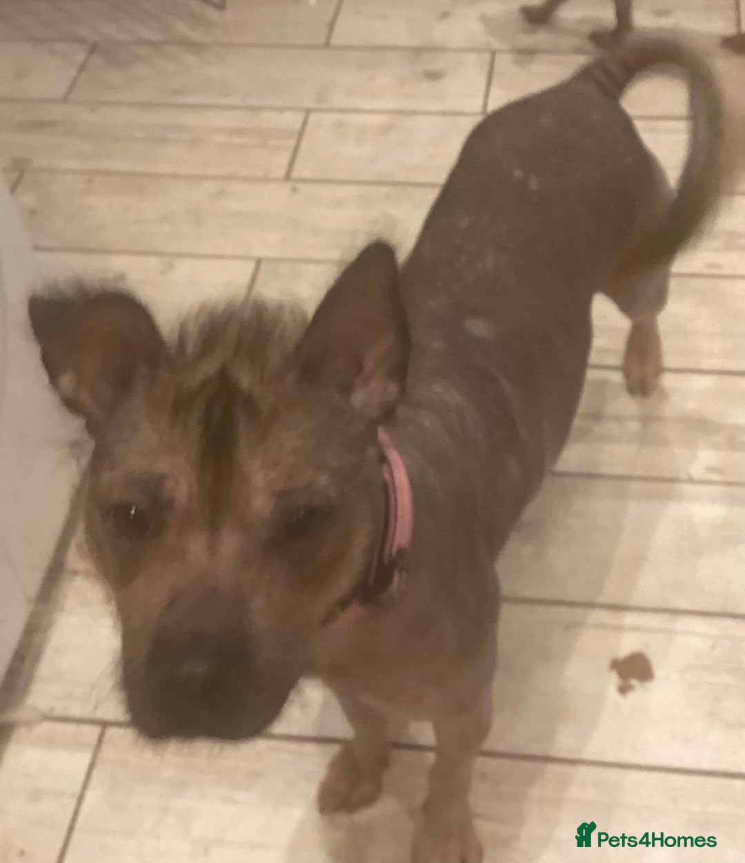 Mixed Breed dogs for sale: Hairless standard sized mixed breed girl - Advert 5