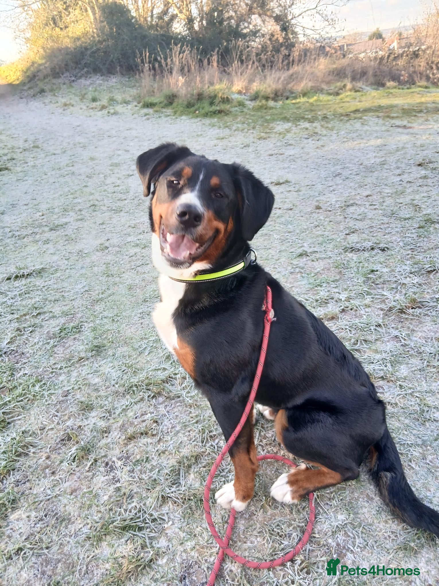 Bernese Mountain Dog dogs Beautiful female border collie cross with Bernese - Advert 1