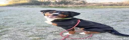 Bernese Mountain Dog dogs for adoption: Beautiful female border collie cross with Bernese - Advert 1