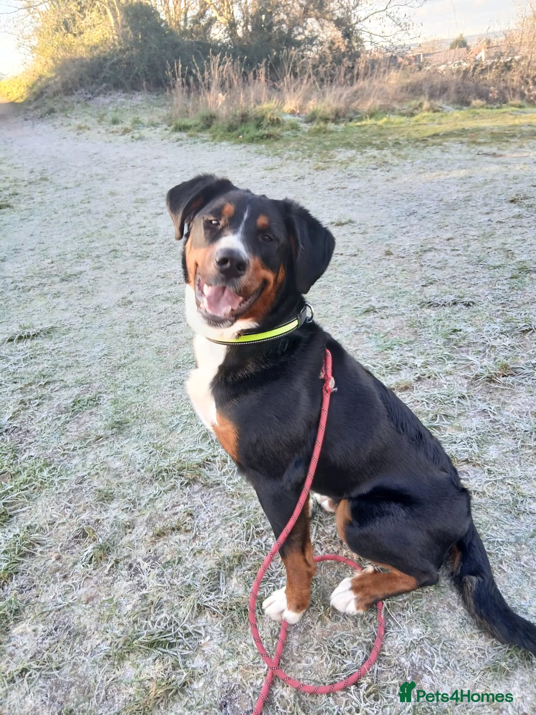 Bernese Mountain Dog dogs for adoption: Beautiful female border collie cross with Bernese - Advert 1