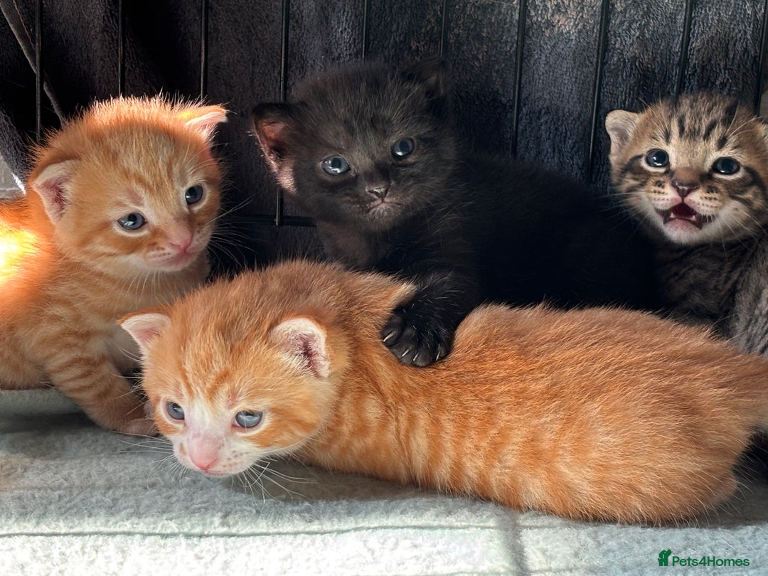 Domestic Shorthair cats for sale: 4 beautiful kittens  - Image 2
