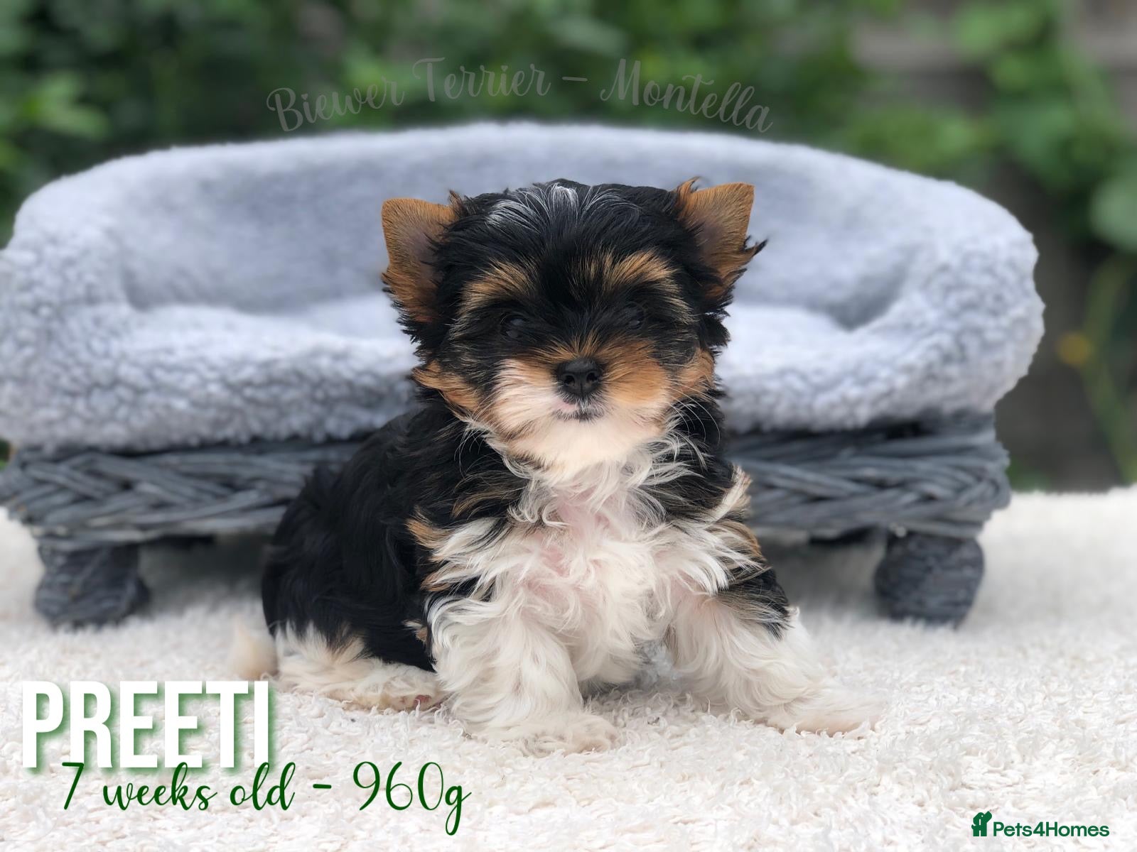 Yorkshire Terrier dogs One Gorgeous Girl Biewer Terrier LEFT! - Advert 1
