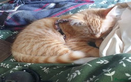 British Shorthair cats for sale: Ginger cat ready to leave asap - Image 2