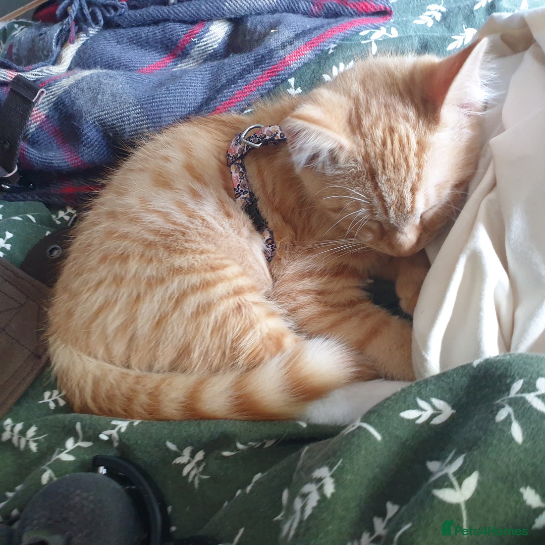British Shorthair cats for sale: Ginger cat ready to leave asap - Image 2