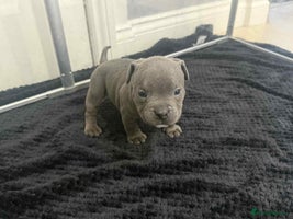 American Bully dogs Forever friend ❤️ - Advert 2